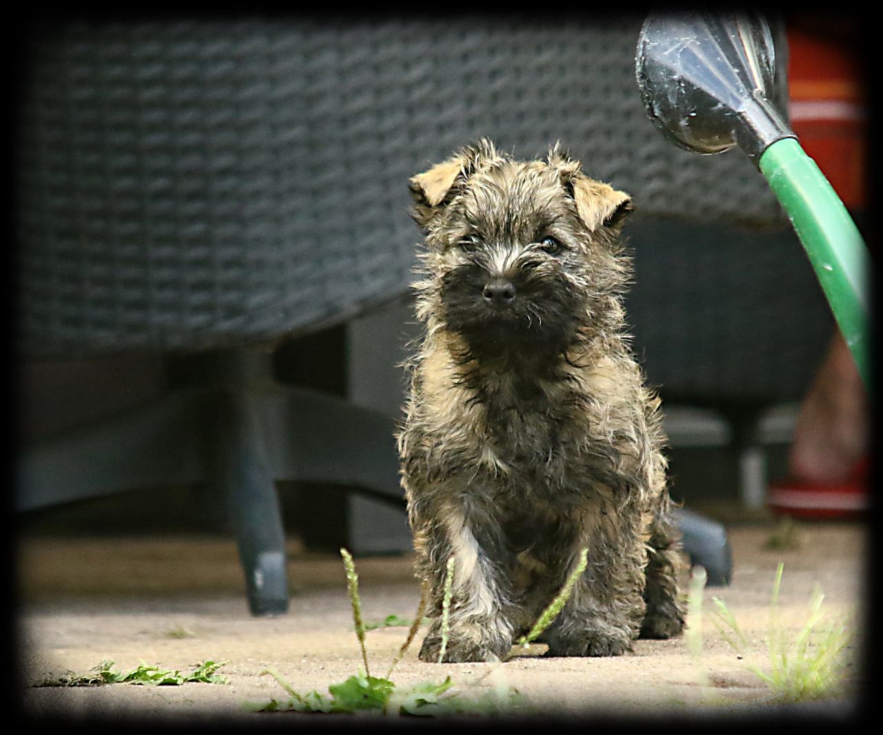 Kisha vom Pfeifacker